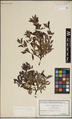 Foto von Salix lapponum L.
